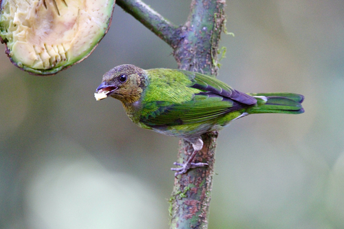 Silver-backed Tanager (Stilpnia viridicollis), photo 6