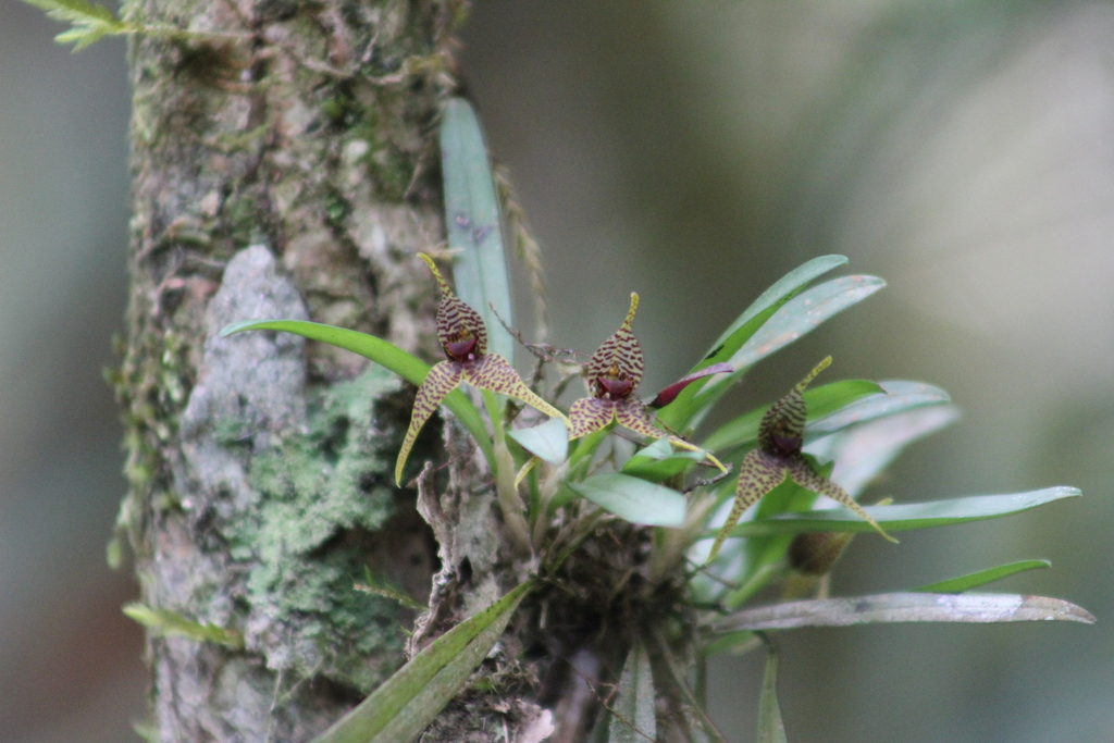 Dryadella edwallii