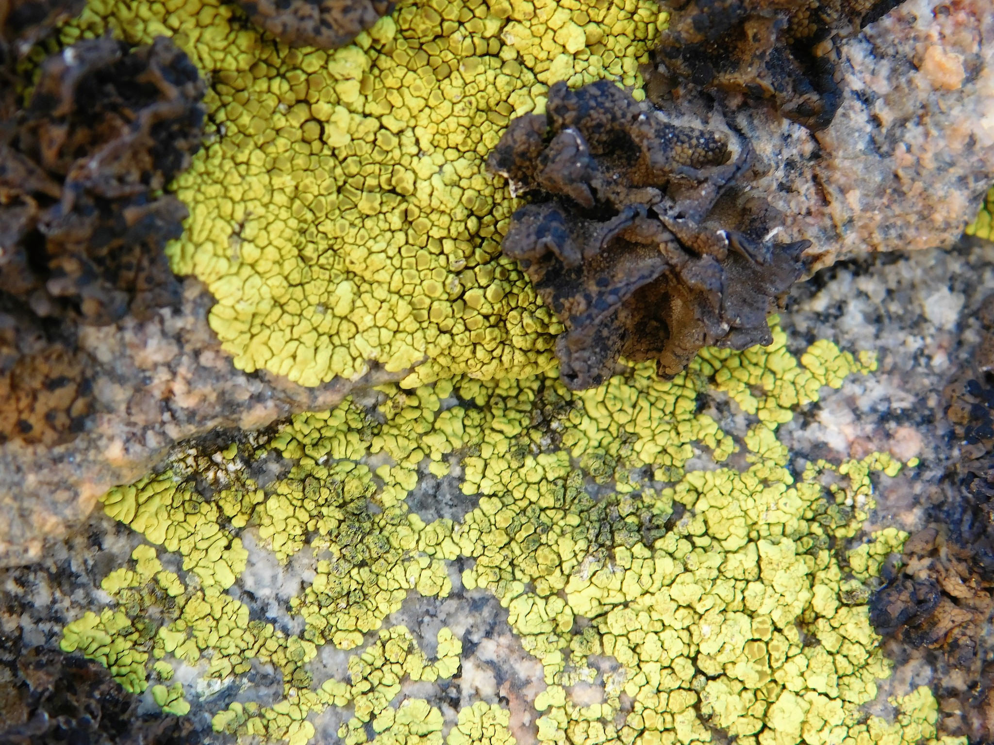 Acarospora socialis image