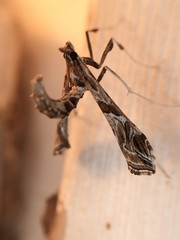 Lineodes interrupta
