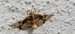 Omphisa anastomosalis