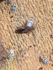 Arocatus