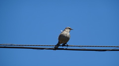Mimus saturninus