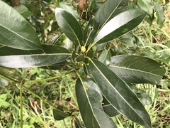Lauraceae