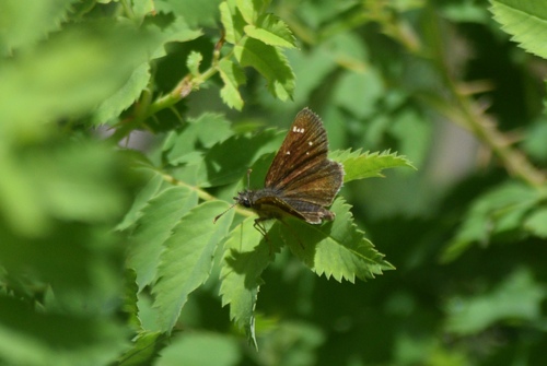 Russet Skipperling photo 5