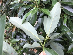Lauraceae
