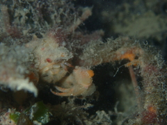 Inachus phalangium
