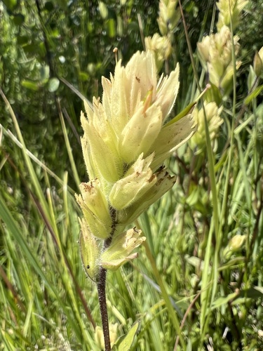 Castilleja gracillima (Castilleja gracillima)