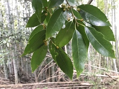 Ilex chinensis