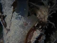 Tricolia pullus