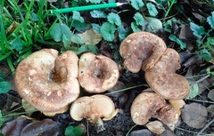 Paxillus involutus
