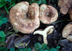 Paxillus involutus