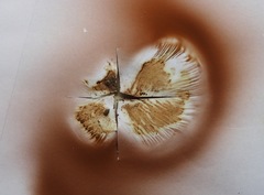 Paxillus involutus