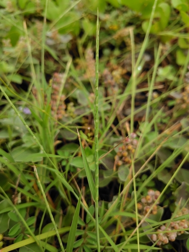 Stalky Grass (Lepturus repens)