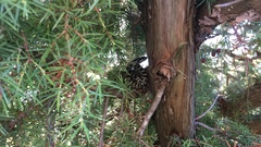 Elaphe quatuorlineata