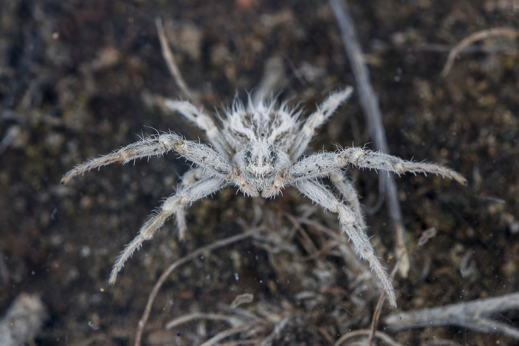 Heriaeus horridus