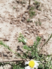 Felicia hirsuta