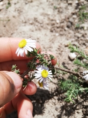 Felicia hirsuta