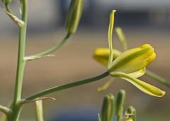Albuca