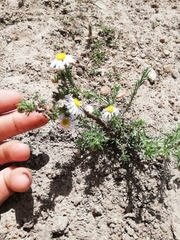 Felicia hirsuta
