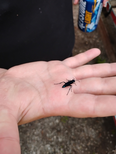Common Blue Mud-Dauber Wasp