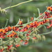Daviesia physodes - Photo (c) Joey Santore,  זכויות יוצרים חלקיות (CC BY-NC), הועלה על ידי Joey Santore