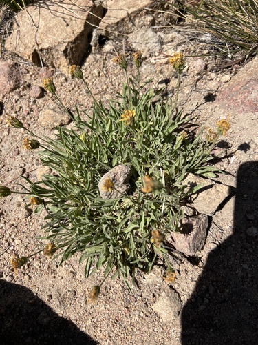 Northern Woolly Mock Goldenweed (Stenotus lanuginosus)