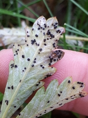 Phragmidium potentillae