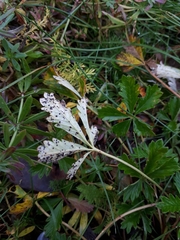 Phragmidium potentillae