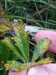 Phragmidium potentillae