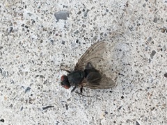 Cyclorrhapha