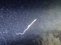 Syngnathidae