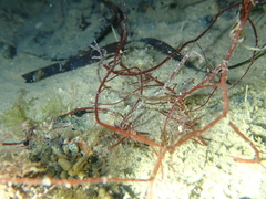 Syngnathidae