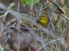 Myiothlypis flaveola