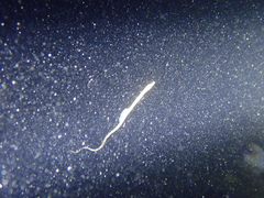Syngnathidae