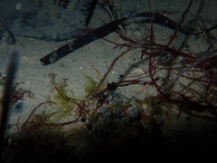 Syngnathidae