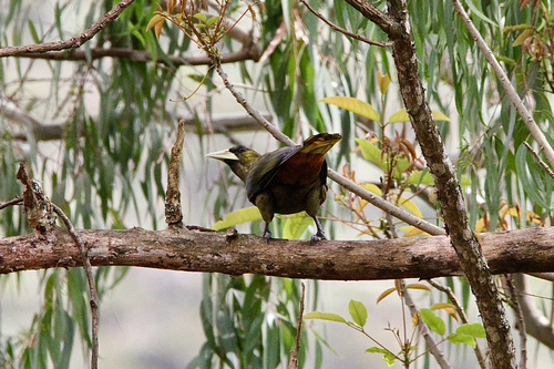 Dusky-green Oropendola (Psarocolius atrovirens), photo 2