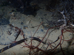 Syngnathidae