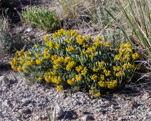 Eriogonum arcuatum var. xanthum