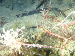 Syngnathidae