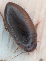 Copelatus chevrolati