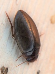 Copelatus chevrolati