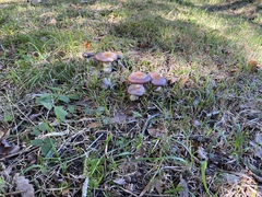 Cortinarius praestans