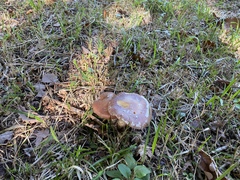 Cortinarius praestans