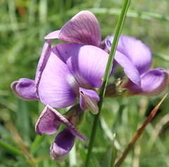 Lotononis bachmanniana