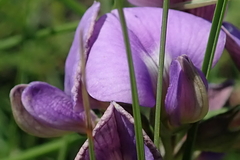 Lotononis bachmanniana