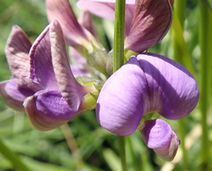 Lotononis bachmanniana