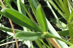 Lotononis bachmanniana