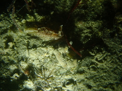 Goniodoris castanea