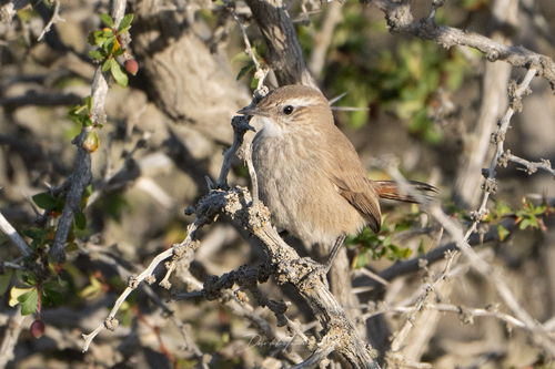Band-tailed Earthcreeper (Ochetorhynchus phoenicurus), photo 8